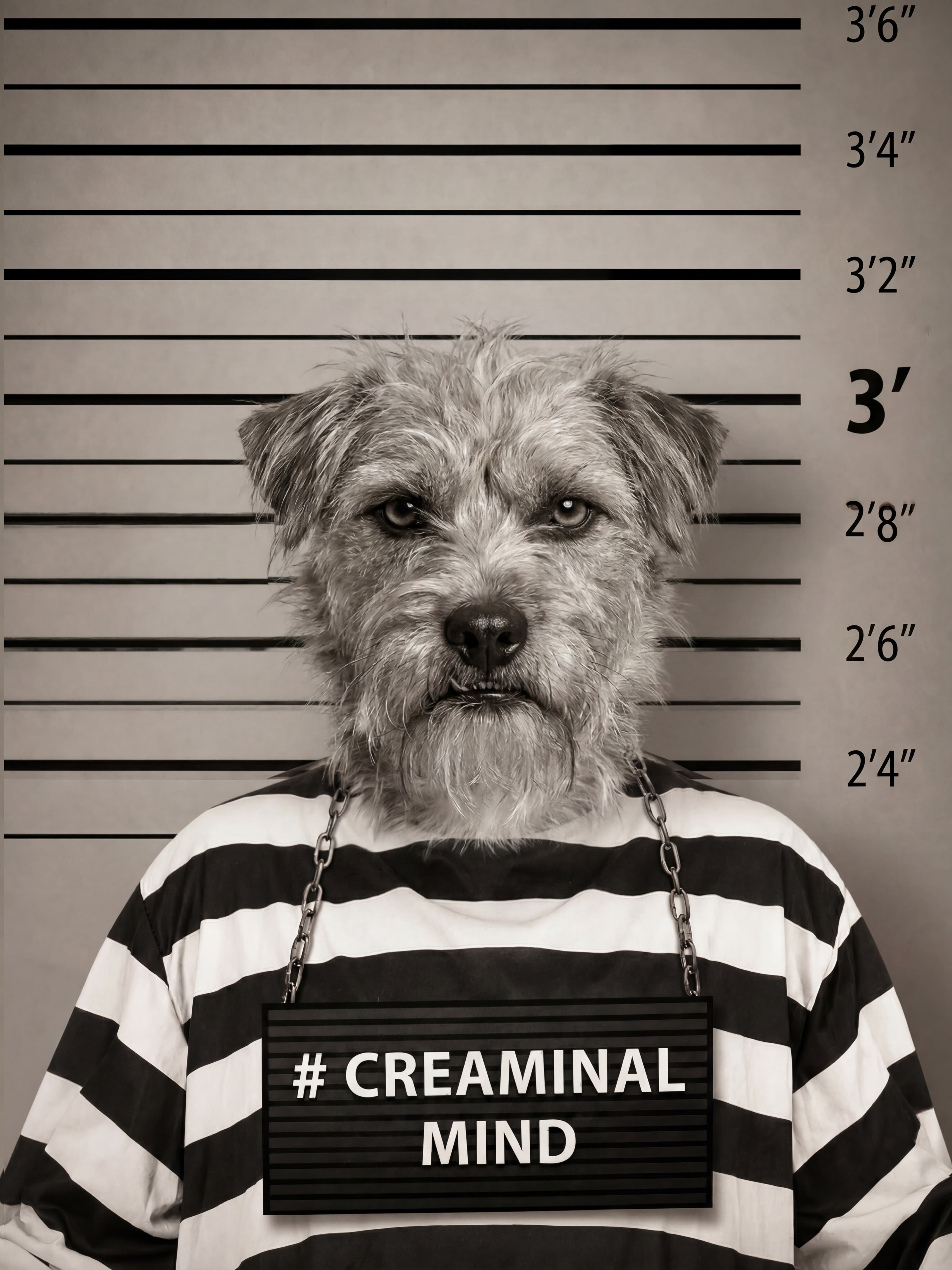 Creaminal Mind