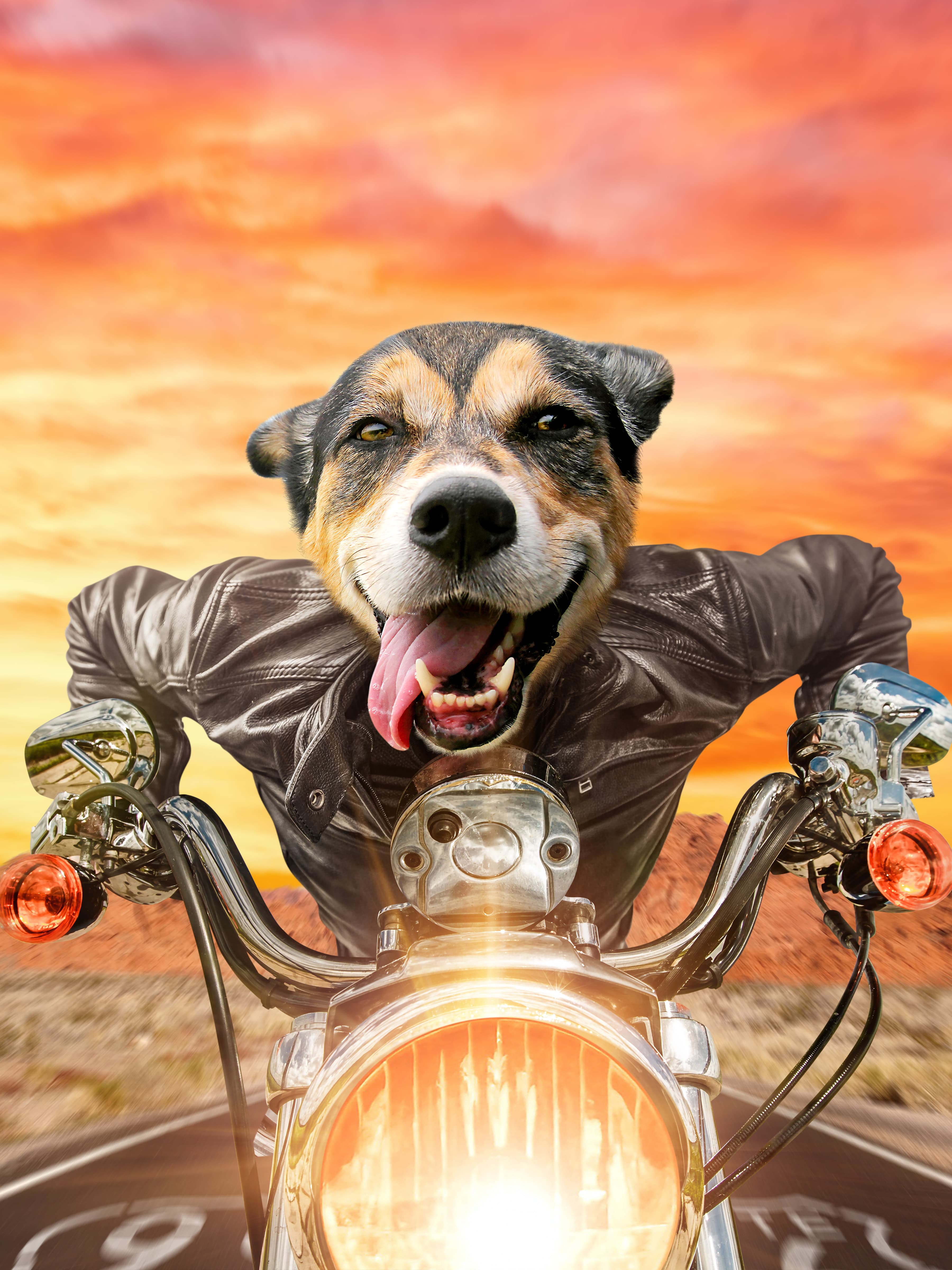 Squeezy Rider
