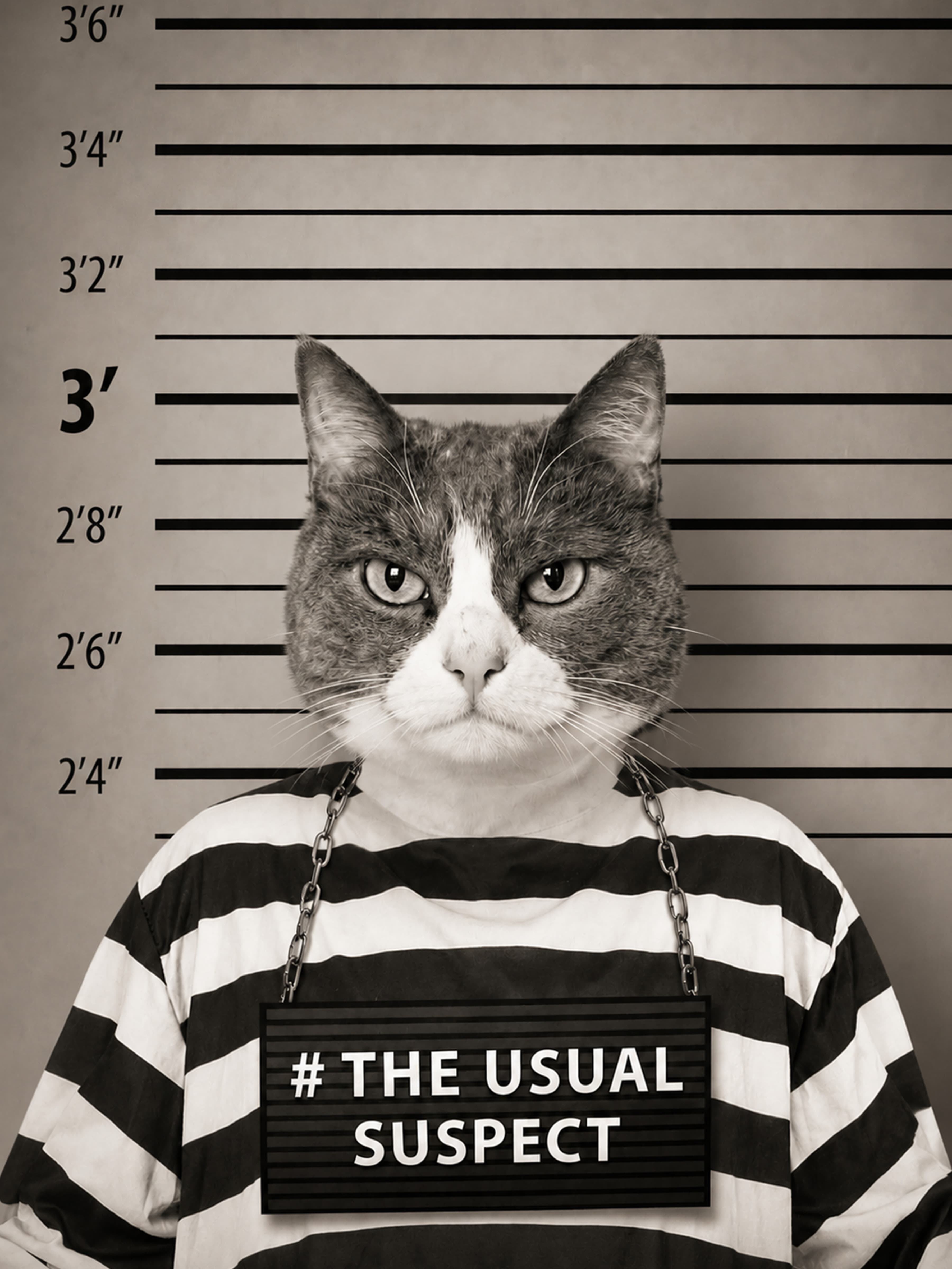The Usual Suspect